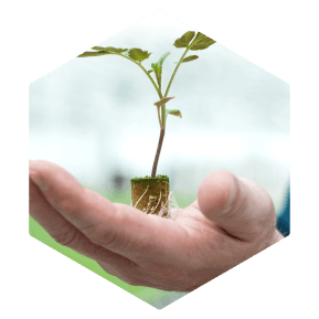 Syngenta | VANIVA® | Fungicida | Protección con más tiempo y alta residualidad Control de Nematodos y Fusarium con una sola aplicación.