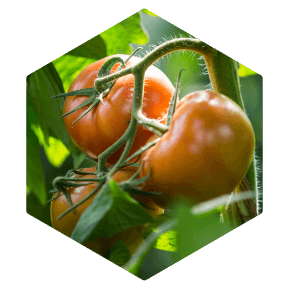 Syngenta | VANIVA® | Fungicida | Baja dosis requerida gracias a su potente ingrediente activo Control de Nematodos y Fusarium con una sola aplicación.