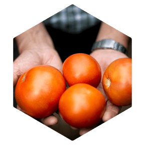 Pueden causar hasta un 40% de pérdida de rendimiento en cultivo de papa y tomate.