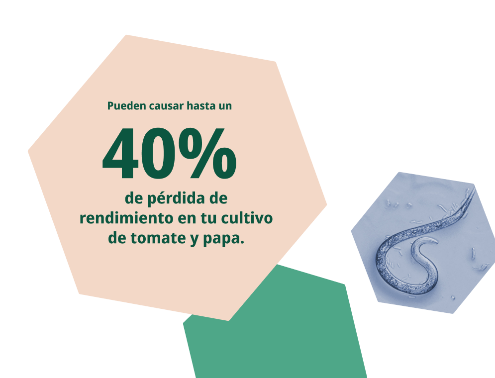 Syngenta | VANIVA® | Fungicida | Control de Nematodos y Fusarium con una sola aplicación. Pueden causar hasta un 40% de pérdida de rendimiento en cultivo de papa y tomate.