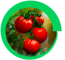 Syngenta | Virantra™ | Insecticida | Conocé Virantra Tomate y Pimientos