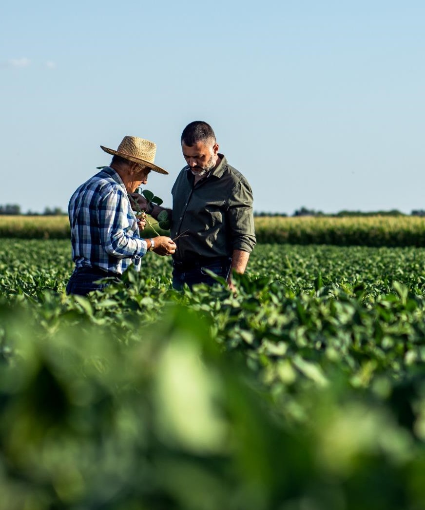 Dos personas revisando un cultivo