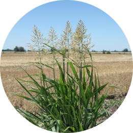 Sorgo de alepo (Sorghum halepense)