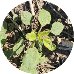 Yuyo colorado (Amaranthus spp.)