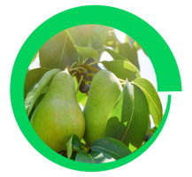 Syngenta | Virantra™ | Insecticida para Pera y Manzana Syngenta | Virantra™ | Insecticida | Conocé Virantra Pera y Manzana