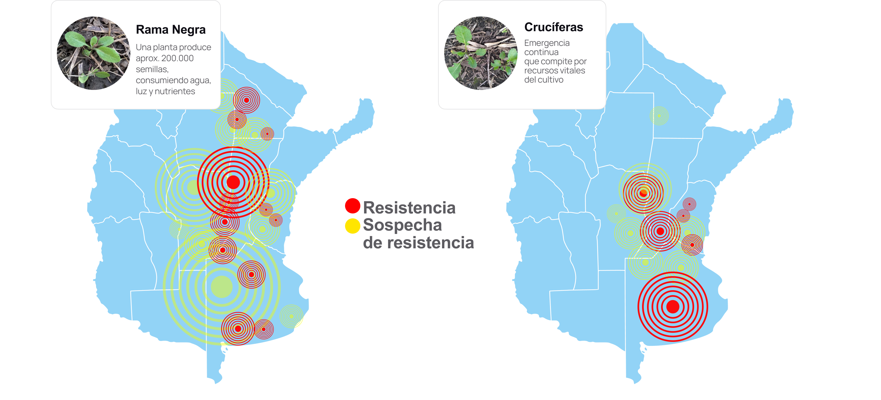 Syngenta