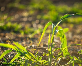 Sorgo de Alepo
