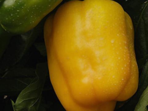 Eppo, Pimiento