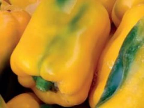 Fiume, Pimiento
