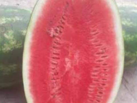 Kahlo, Sandia