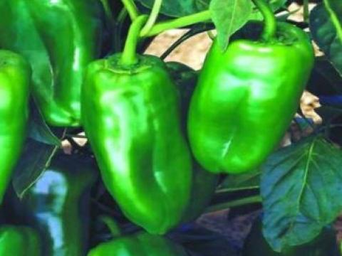 Nathalie, Pimiento