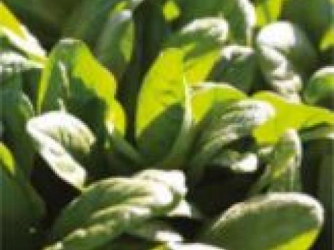 Oddyseus, Espinaca
