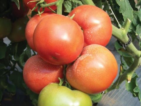 Paronset, Tomate