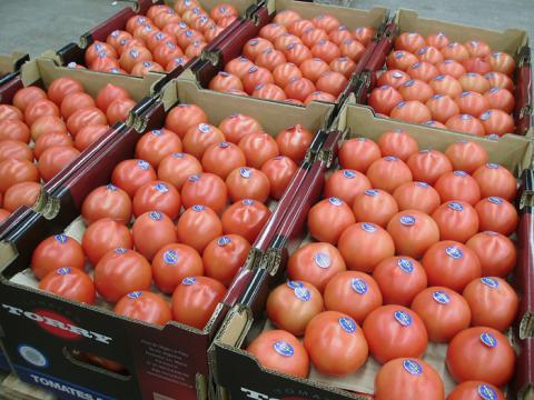 Torry, Tomate