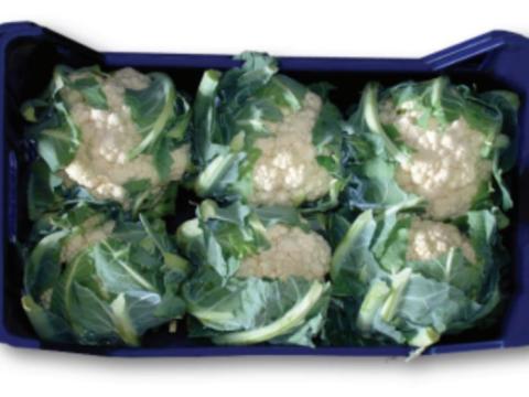 Bonny, Coliflor