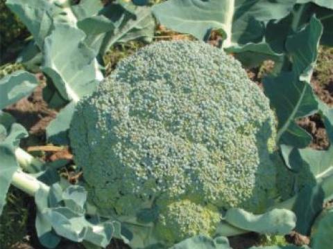 Montop, Brocoli