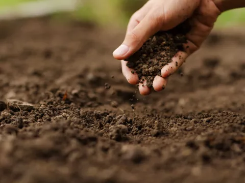 Mano esparciendo tierra sobre suelo de jardín, fondo desenfocado.
