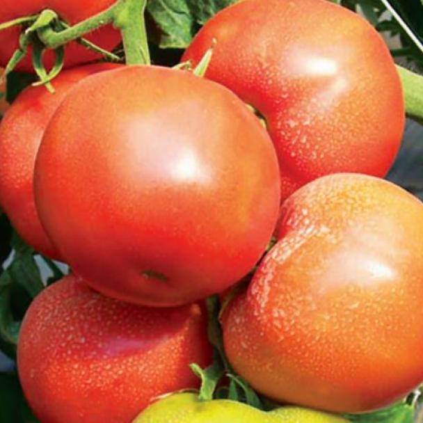 Bobcat, Tomate