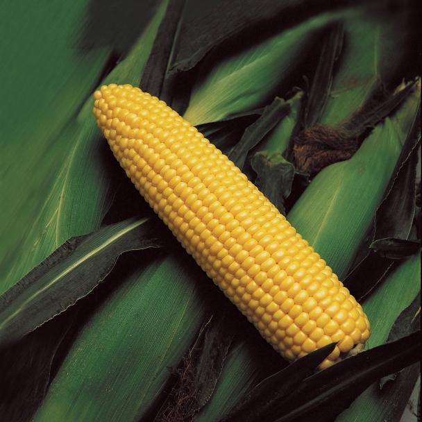 GSS41490, Maíz Choclo