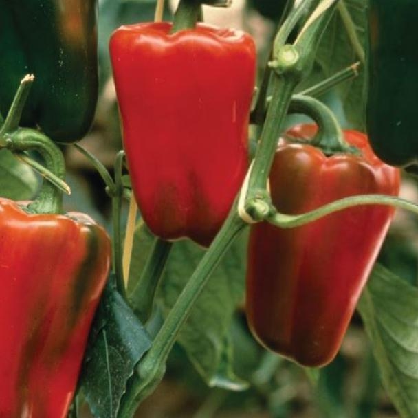 Calen, Pimiento