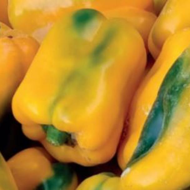 Fiume, Pimiento