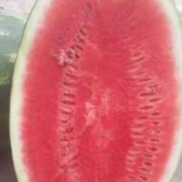 Kahlo, Sandia