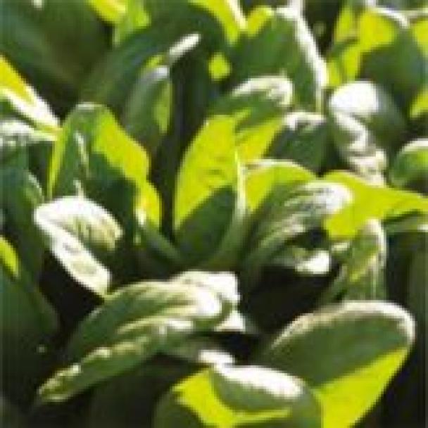 Oddyseus, Espinaca