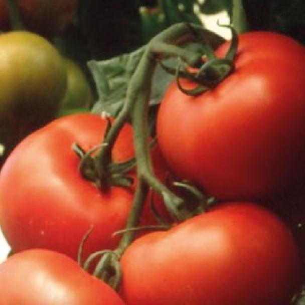 Cedral, Tomate