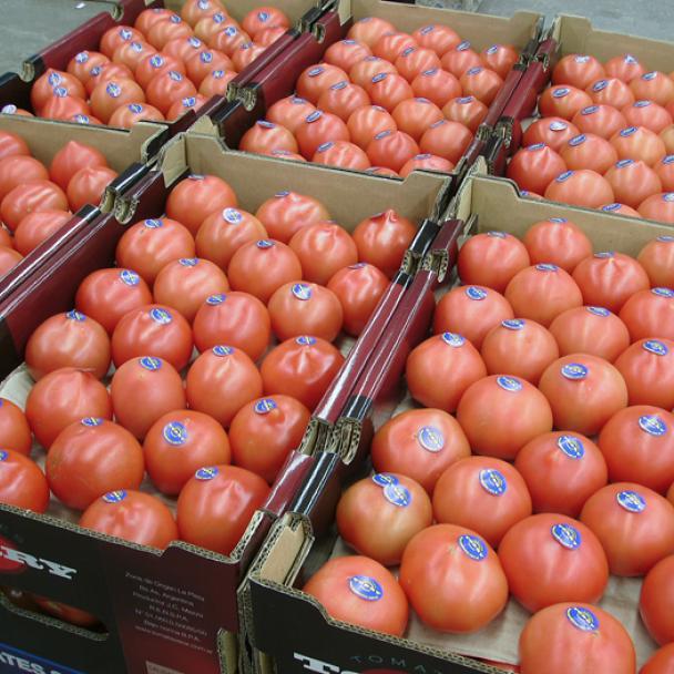 Torry, Tomate