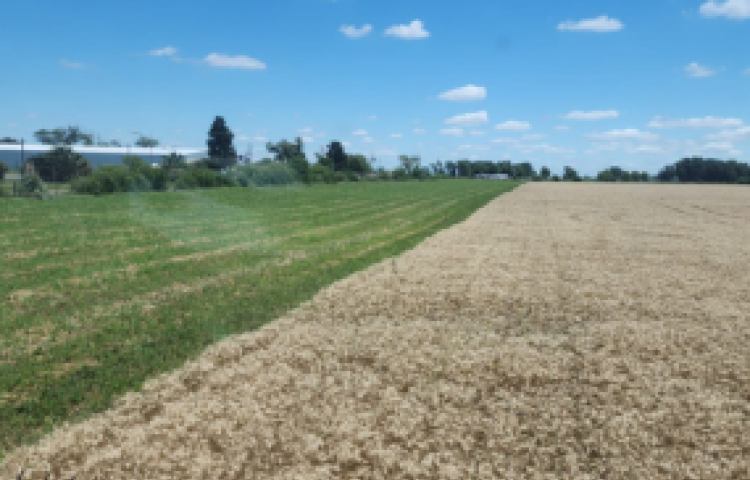 Syngenta