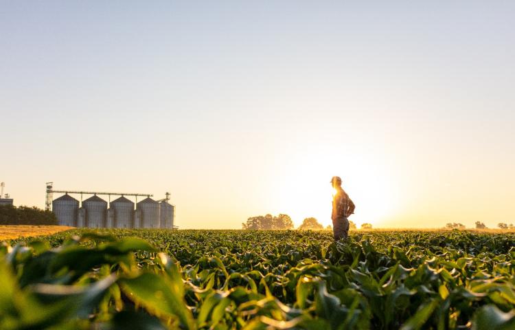 Syngenta