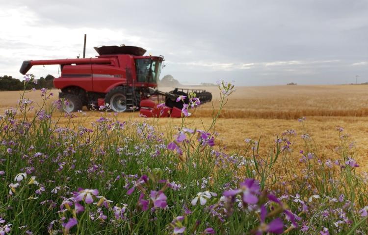 Syngenta