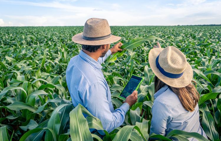 Syngenta