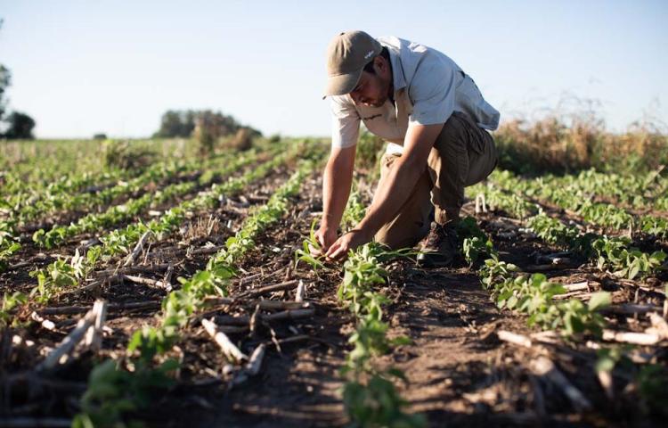 Syngenta