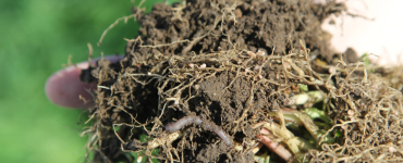 Syngenta