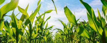 Syngenta