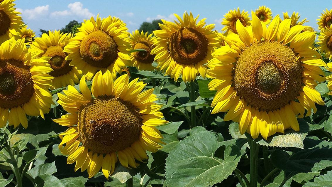 Plantas de Girasol