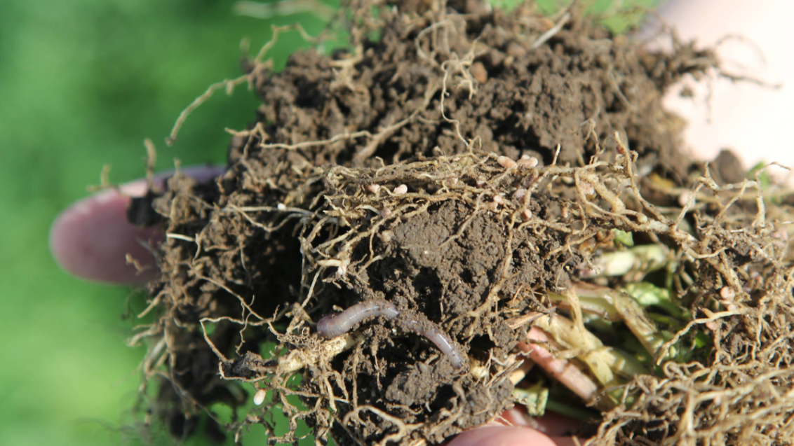 Syngenta