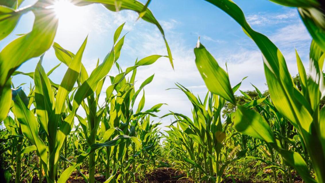 Syngenta