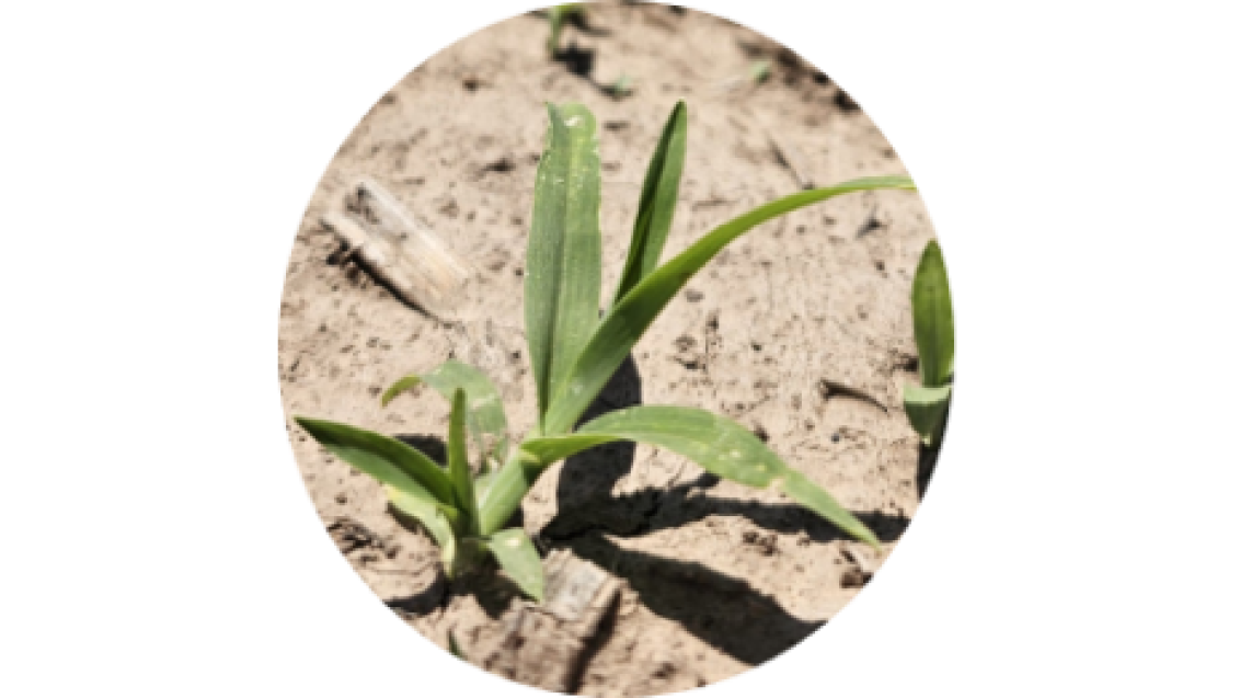Capín (Echinochloa sp.) y Pata de gallina (Eleusine indica)