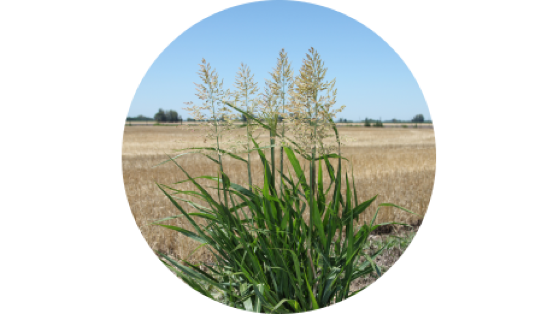 Sorgo de alepo (Sorghum halepense)