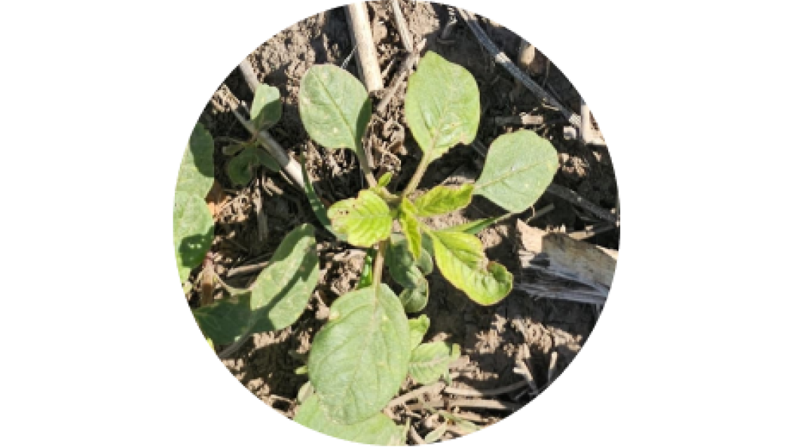 Yuyo colorado (Amaranthus spp.)