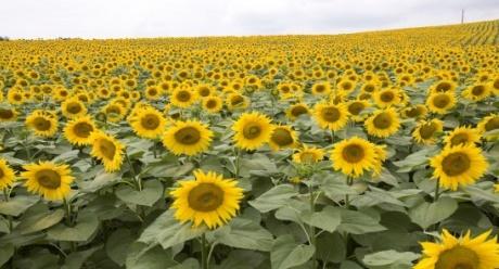 Plantas de Girasol