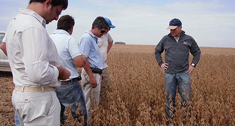 Personas revisando cultivo