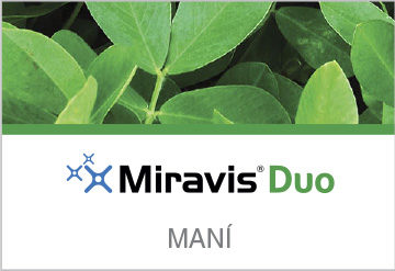 Miravis Duo Mani