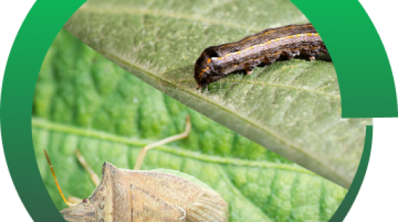 Syngenta