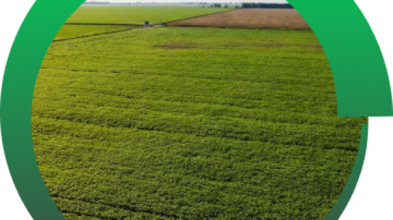 Syngenta