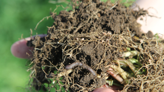 Syngenta
