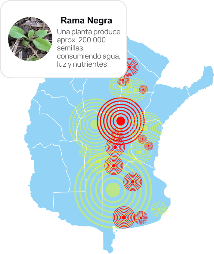 Syngenta