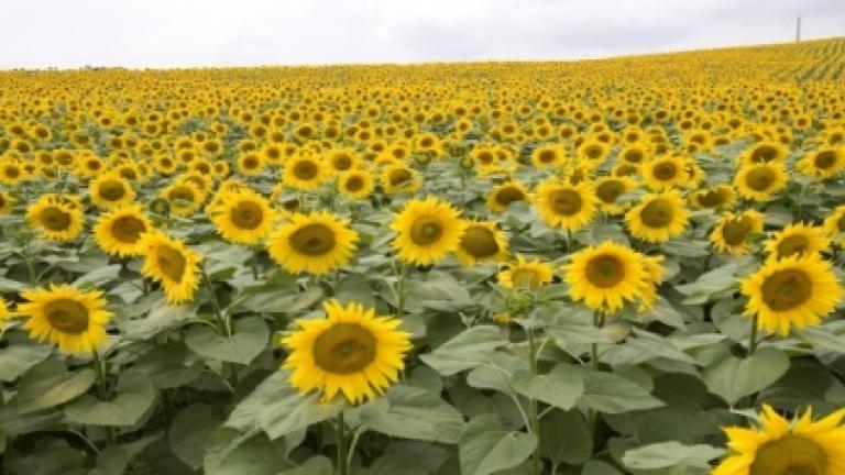 Plantas de Girasol